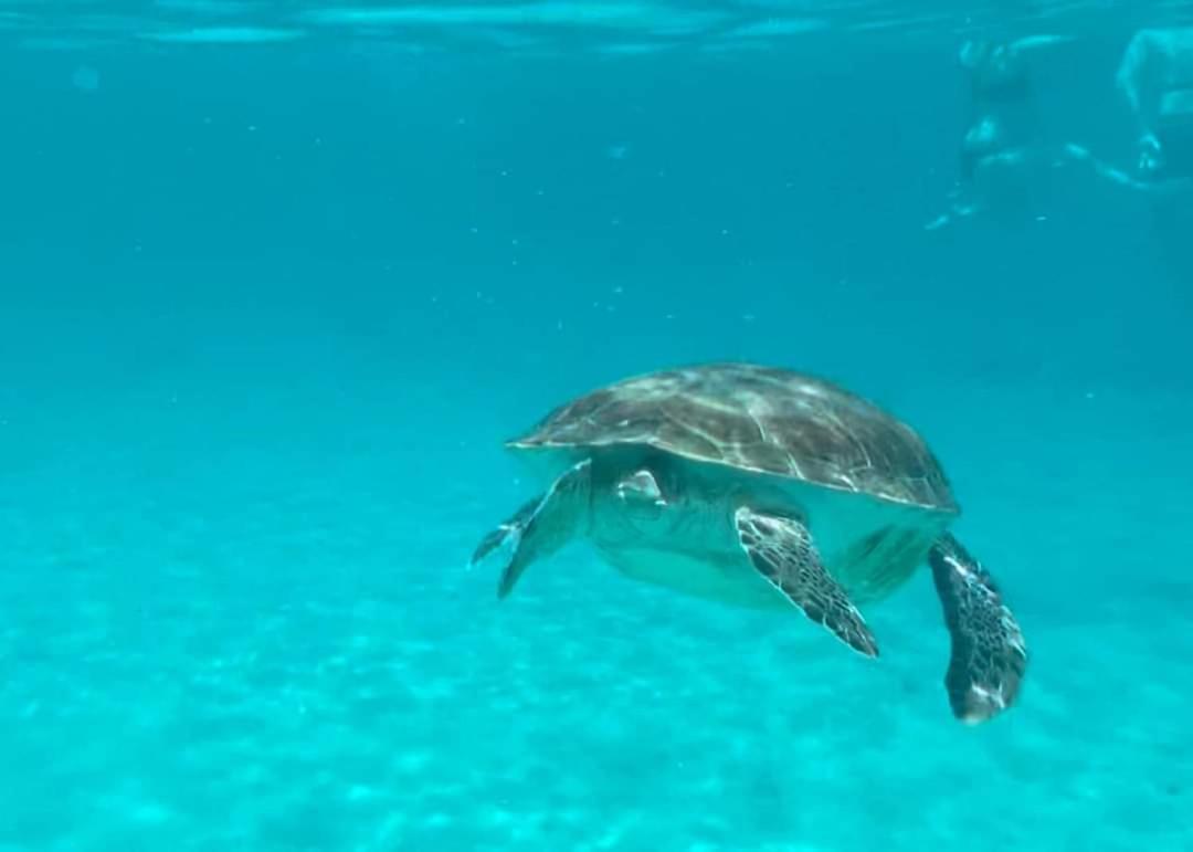Royal Palm Resort Curacao Geweldig Zeezicht Willemstad Exteriör bild